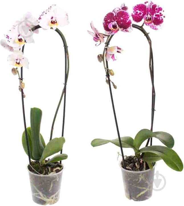 Растение Фаленопсис элит d12 h50 - фото 2 Растение Фаленопсис элит d12 h50 - фото 2