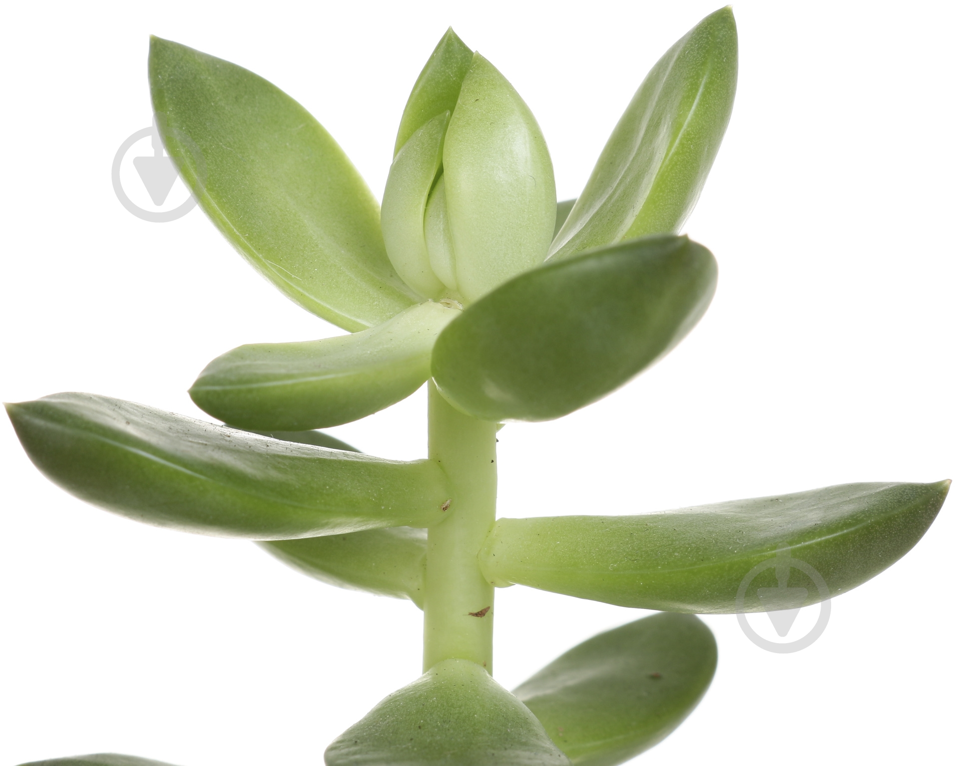 Растение Сукулент 5.5х10 см - фото 2 Растение Сукулент 5.5х10 см - фото 2