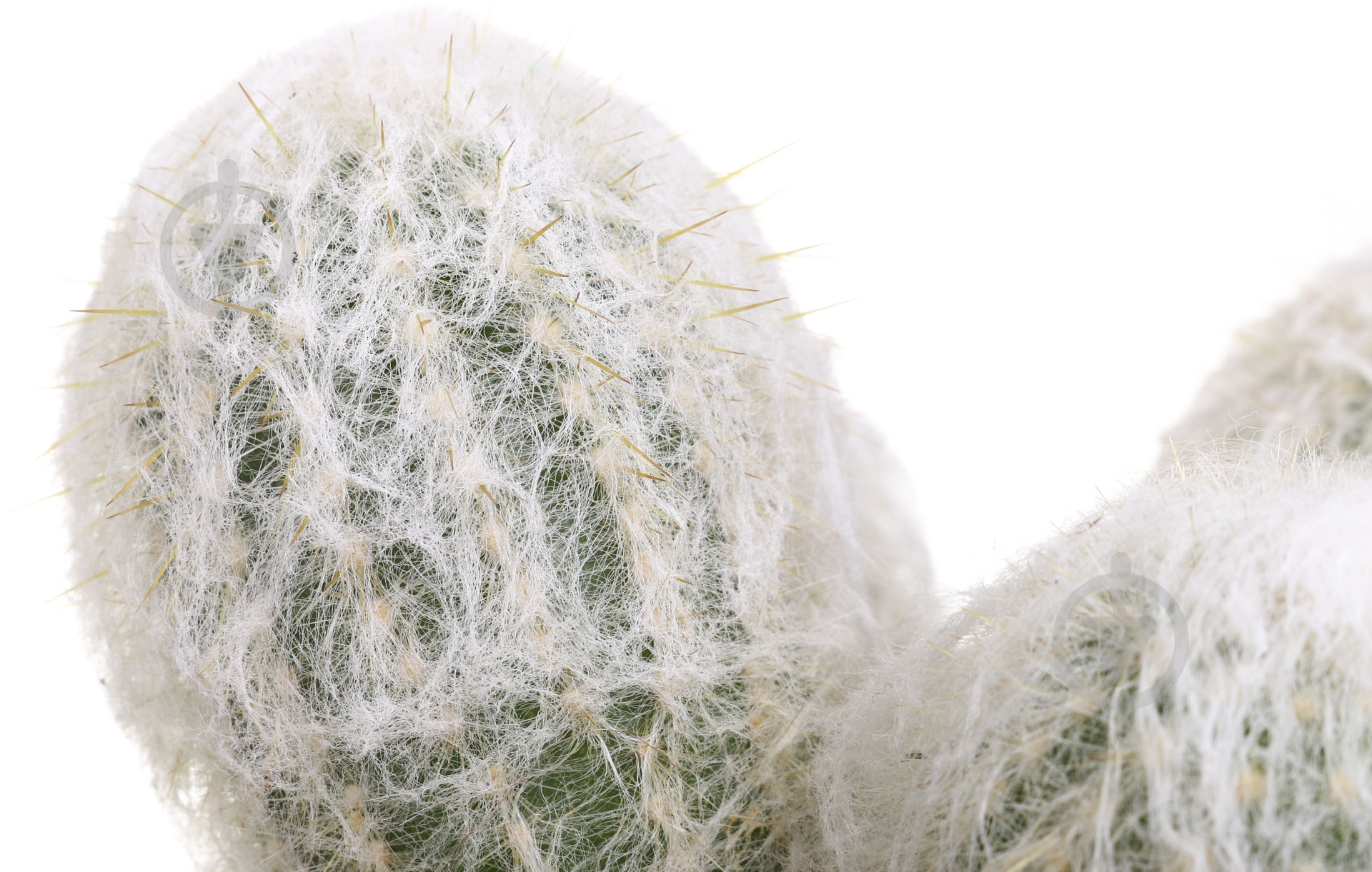 Растение Кактус 11х20 см - фото 2 Растение Кактус 11х20 см - фото 2