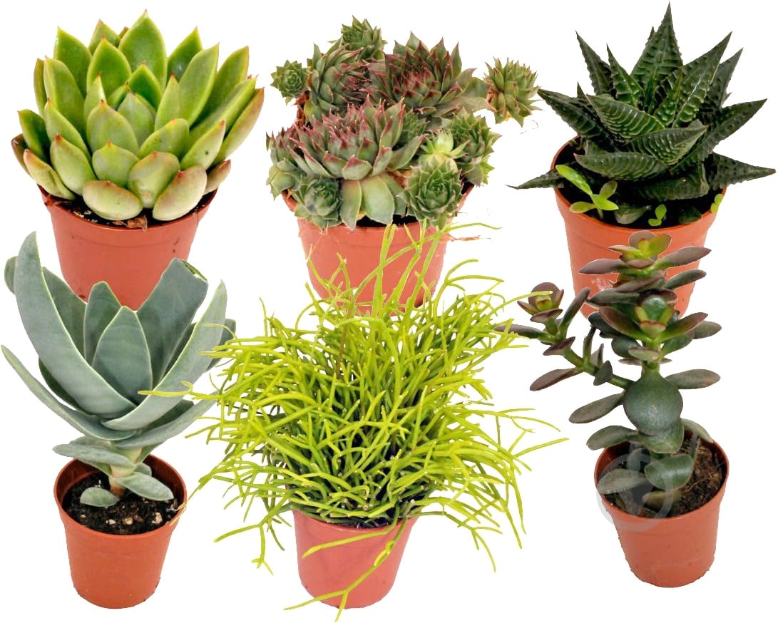 Растение Суккулент d10,5 h20 - фото 1