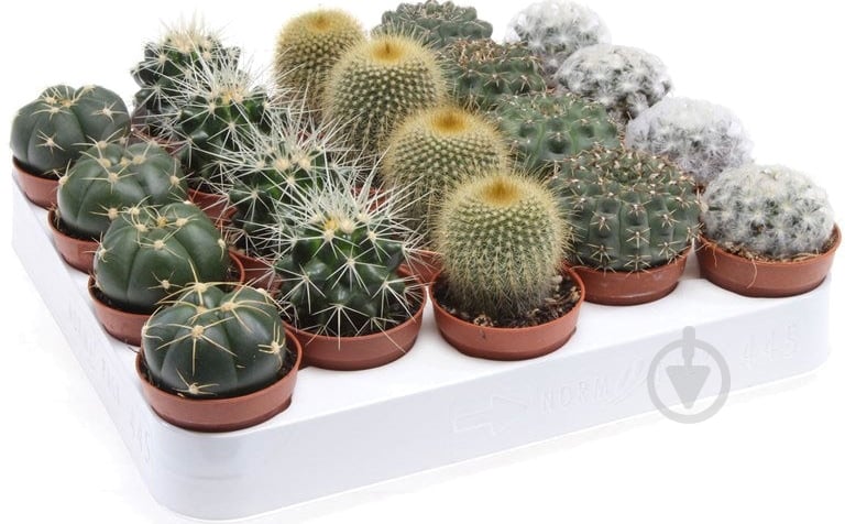 Растение Кактус микс d12/h16 - фото 1 Растение Кактус микс d12/h16 - фото 1