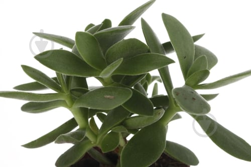 Растение Красула микс 5х15 см - фото 4