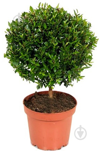 Рослина кімнатна Мирт 17/55 - фото 1