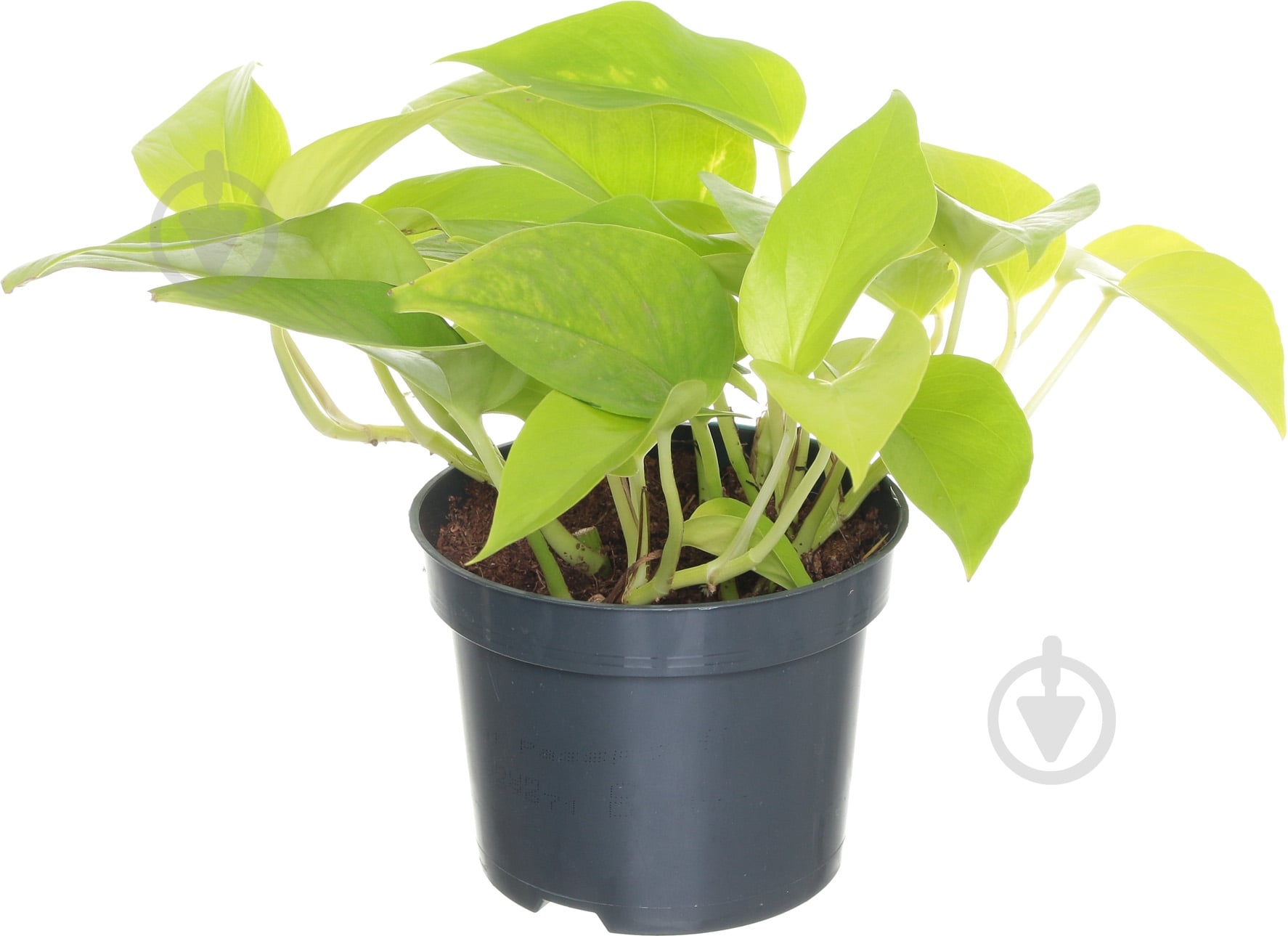 Растение Сциндапсус 12/25 неон - фото 1 Растение Сциндапсус 12/25 неон - фото 1