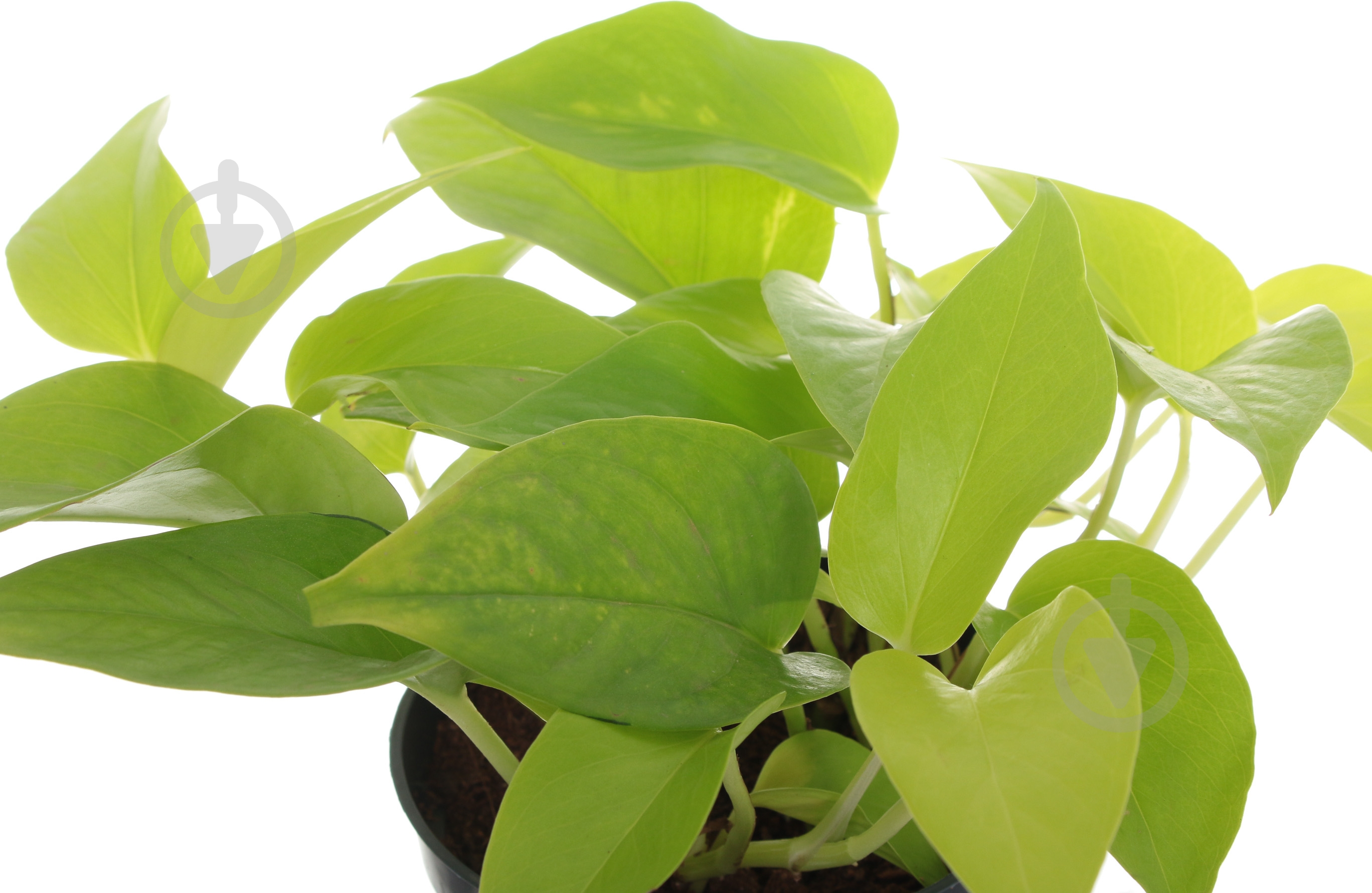 Растение Сциндапсус 12/25 неон - фото 2 Растение Сциндапсус 12/25 неон - фото 2