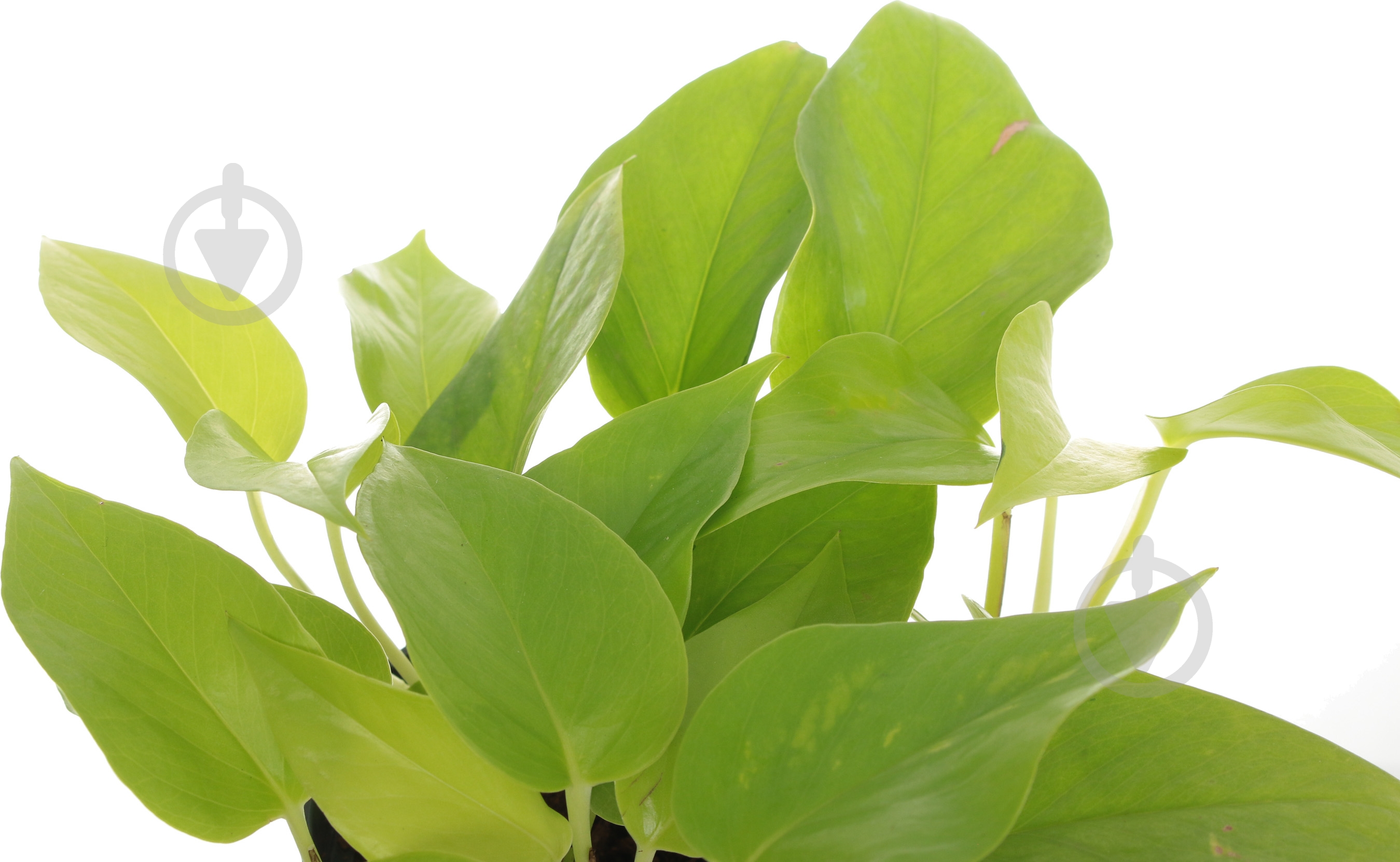 Растение Сциндапсус 12/25 неон - фото 3 Растение Сциндапсус 12/25 неон - фото 3