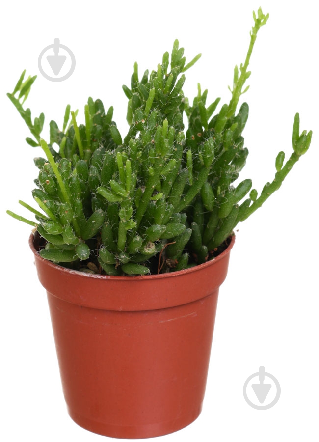 Растение Рипсалис 5х10 см - фото 1