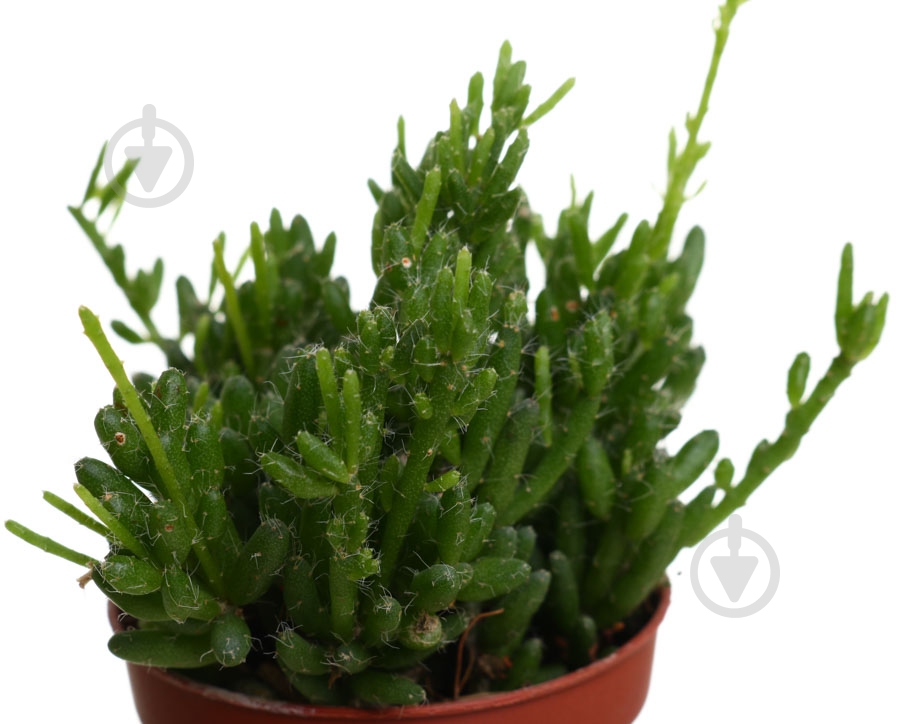 Растение Рипсалис 5х10 см - фото 2