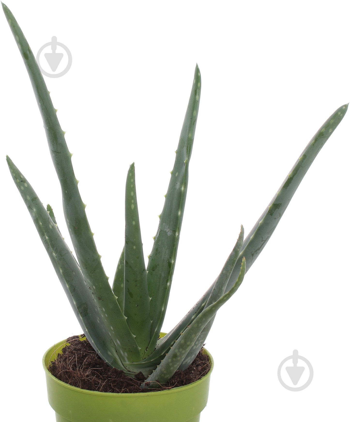 Растение Алоэ 12/25 Vera - фото 2 Растение Алоэ 12/25 Vera - фото 2