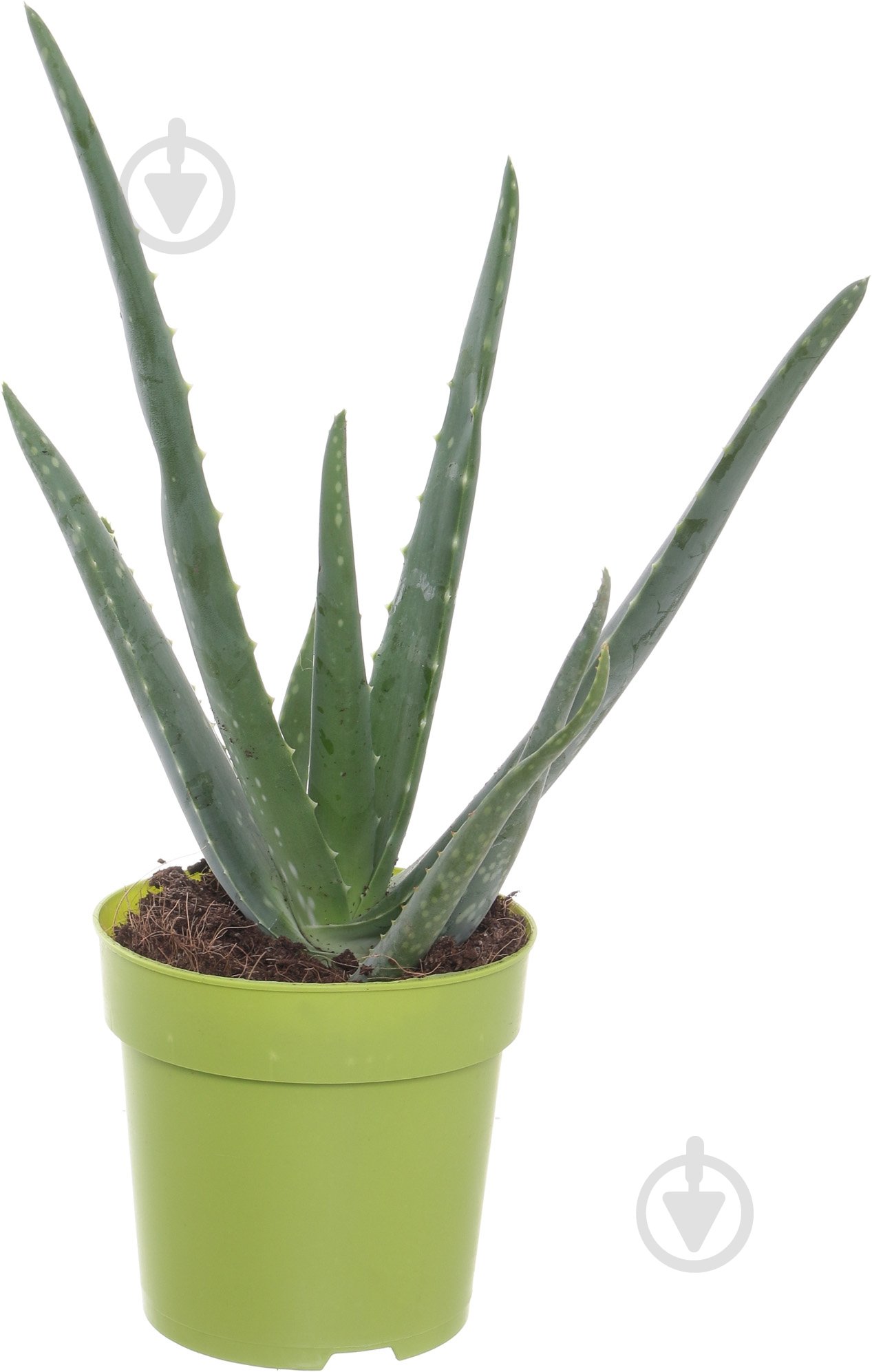 Растение Алоэ 12/25 Vera - фото 1 Растение Алоэ 12/25 Vera - фото 1