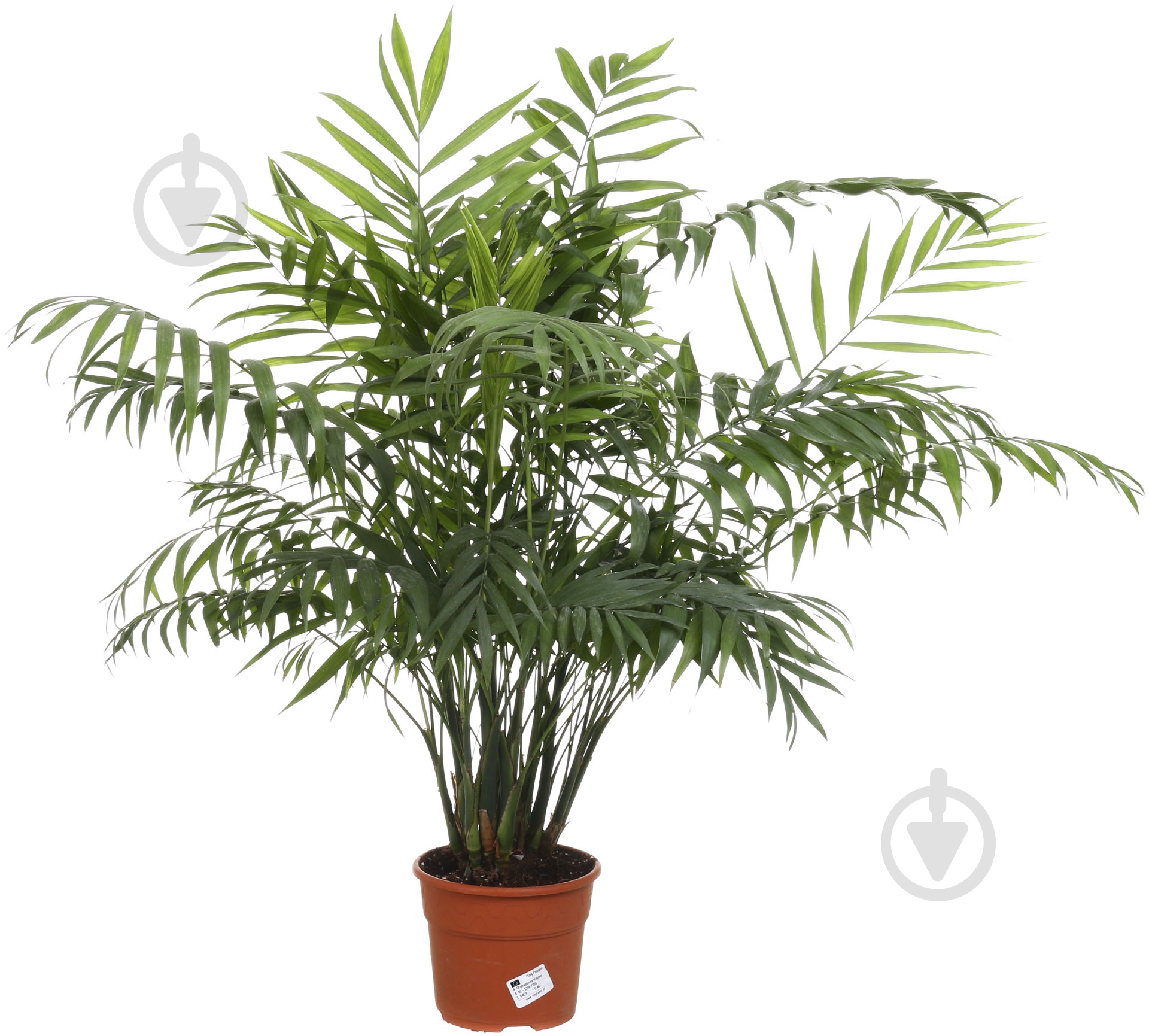 Растение комнатное Хамидорея - фото 1