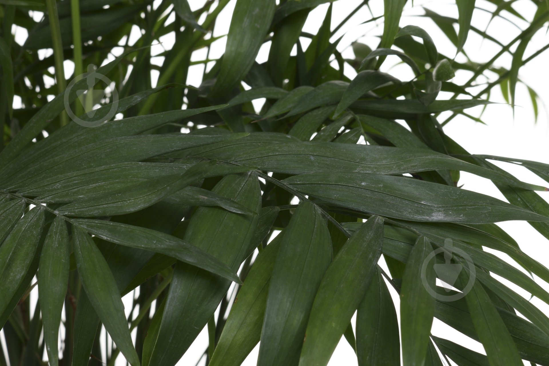 Растение комнатное Хамидорея - фото 2