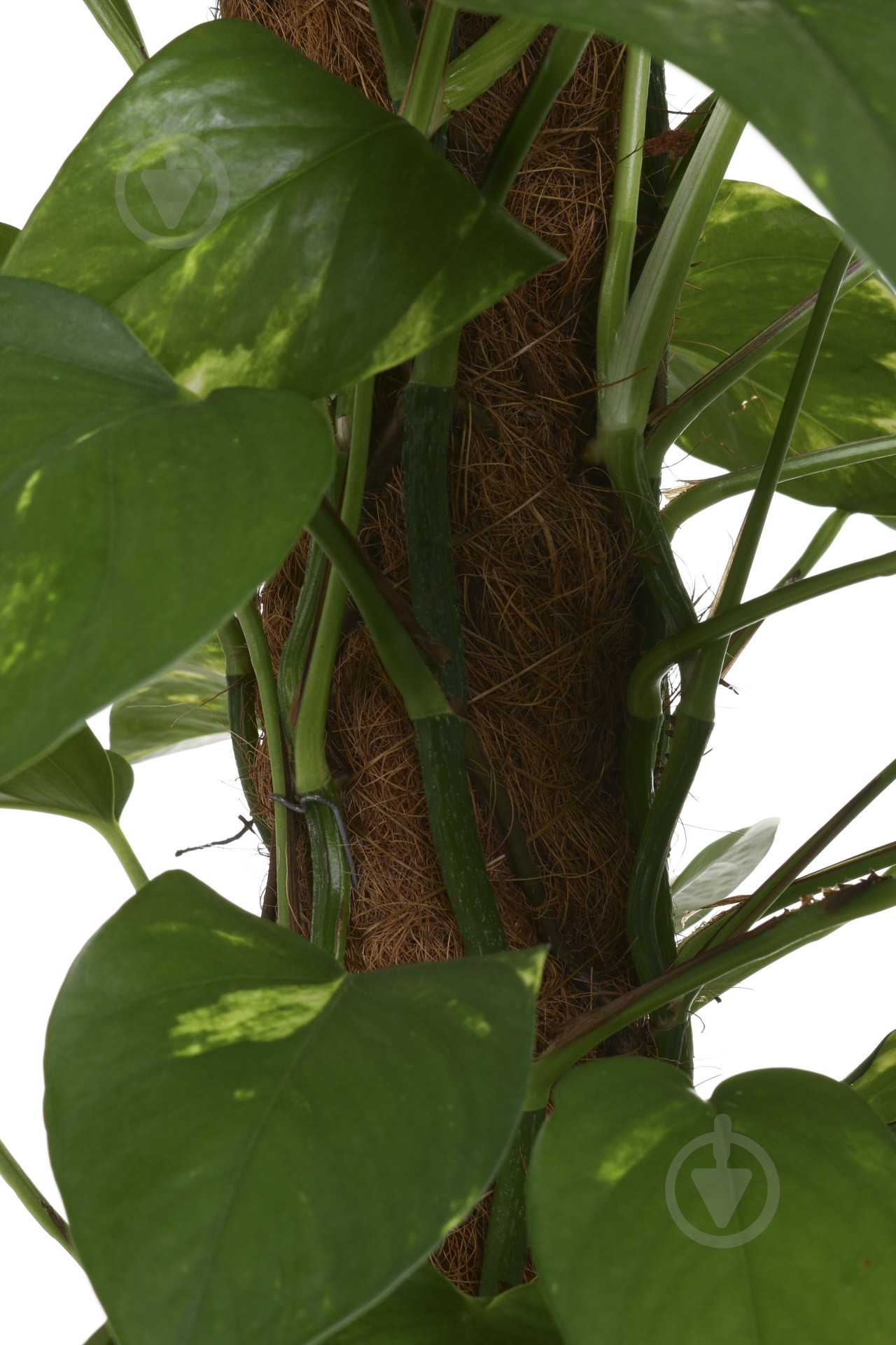 Растение комнатное Сциндапсус - фото 2