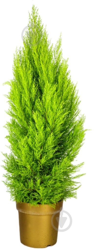 Растение Купрессус d17/h65 - фото 1