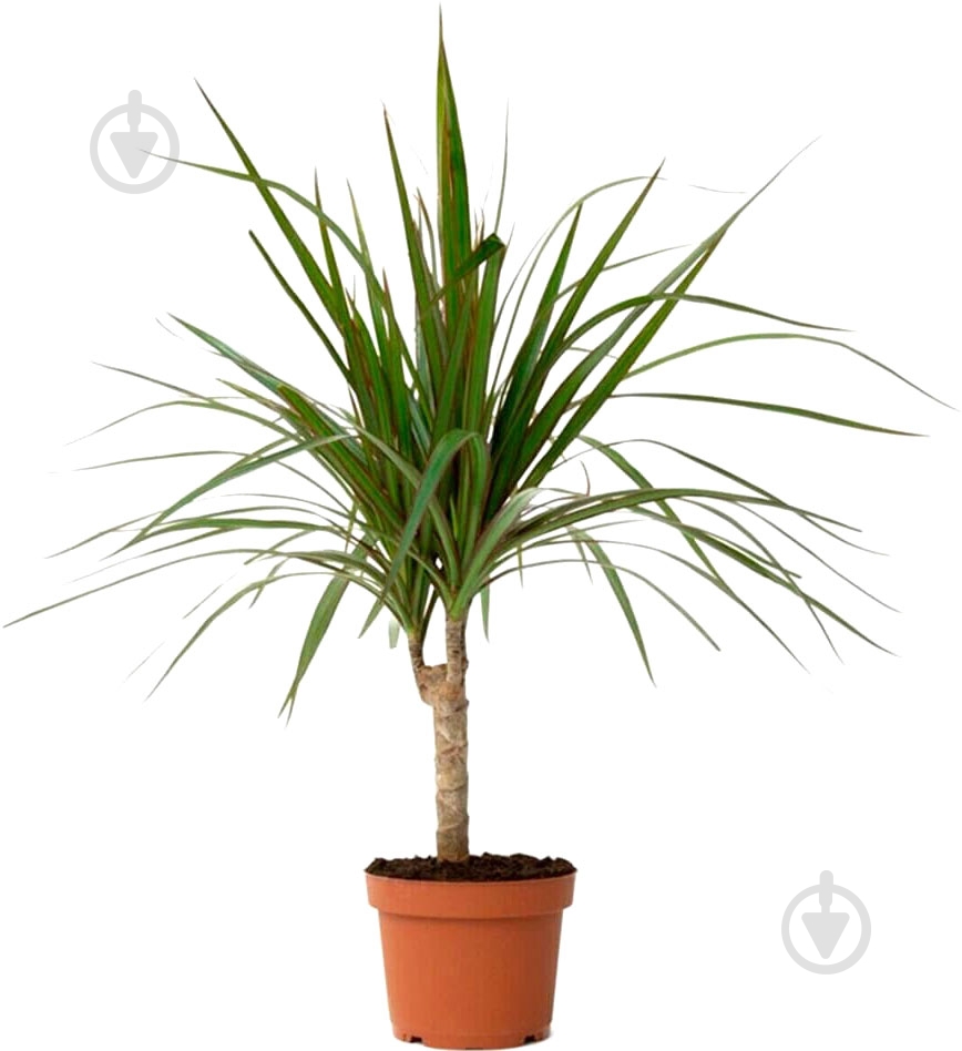 Растение комнатное Драцена 24/140 маргината - фото 1