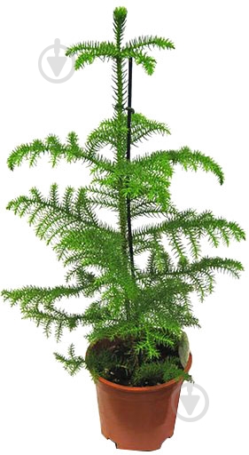 Растение Араукария 17/50 - фото 1 Растение Араукария 17/50 - фото 1