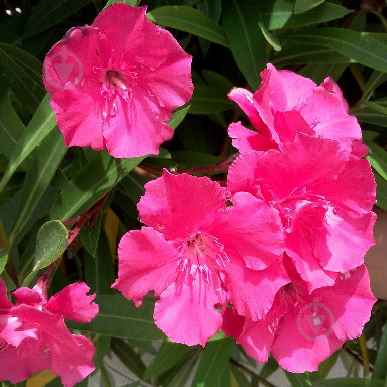 Растение Нериум Олеандр 25/100 - фото 2