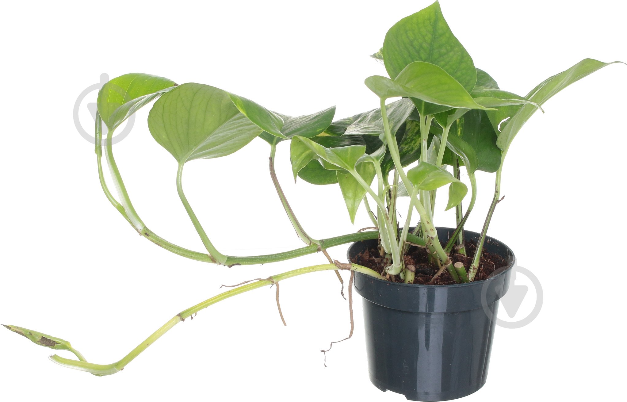 Растение Сциндапсус 12/25 ауреум - фото 1