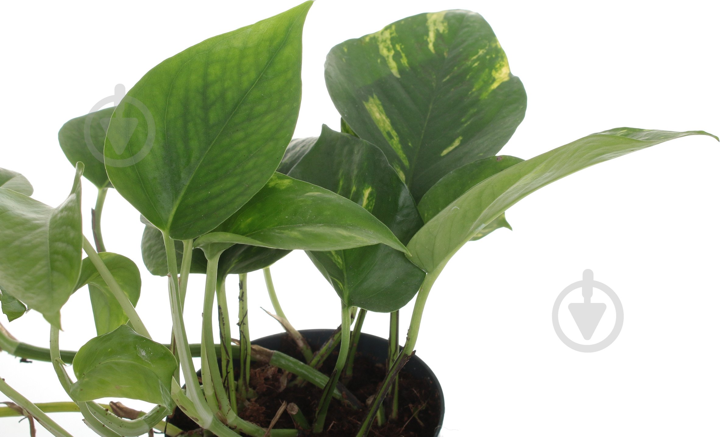 Растение Сциндапсус 12/25 ауреум - фото 3