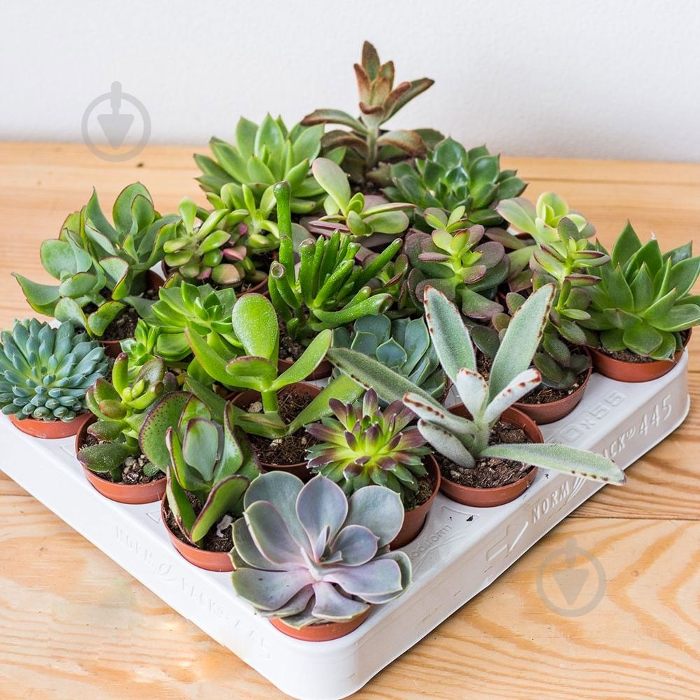 Суккулент елит микс d5,5/h10 - фото 1