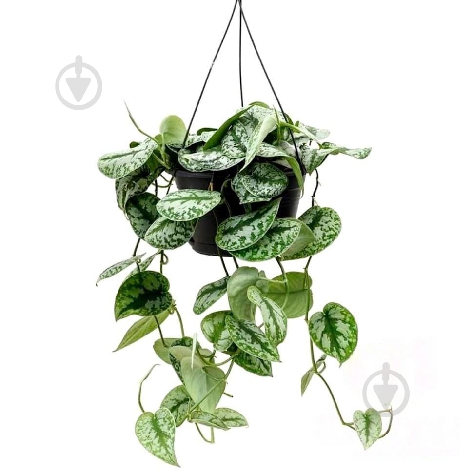 Рослина Сциндапсус піктус 15/60 - фото 1 Рослина Сциндапсус піктус 15/60 - фото 1