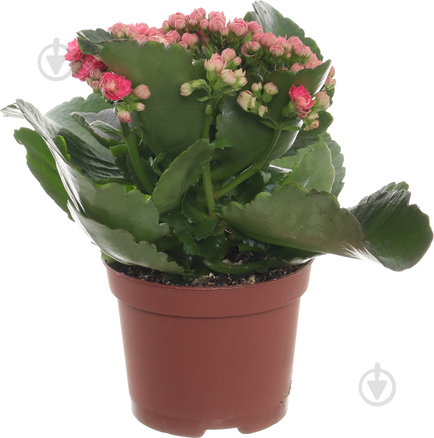 Растение Каланхоэ микс d12 - фото 2 Растение Каланхоэ микс d12 - фото 2