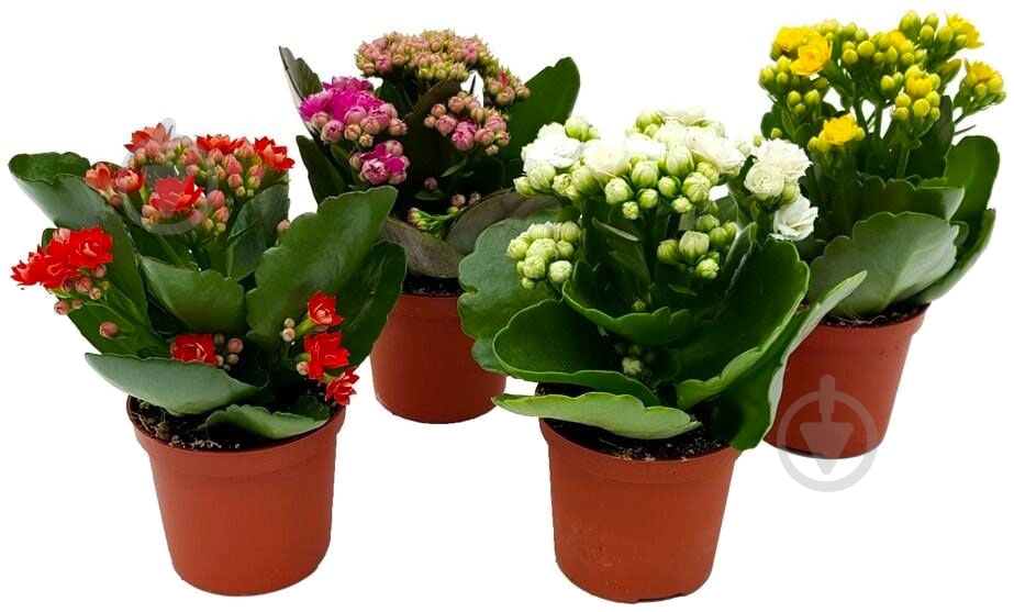 Растение Каланхоэ микс d12 - фото 1 Растение Каланхоэ микс d12 - фото 1