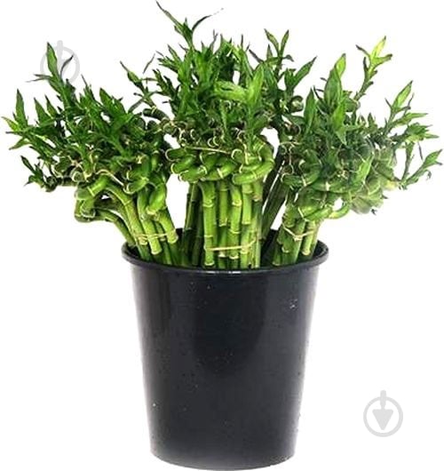 Растение Бамбук спираль 0/80 - фото 1 Растение Бамбук спираль 0/80 - фото 1