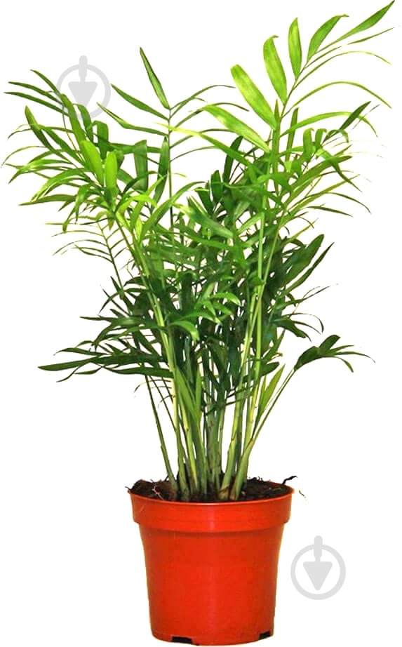 Растение Пальма Хамедорея d9 h30 - фото 1