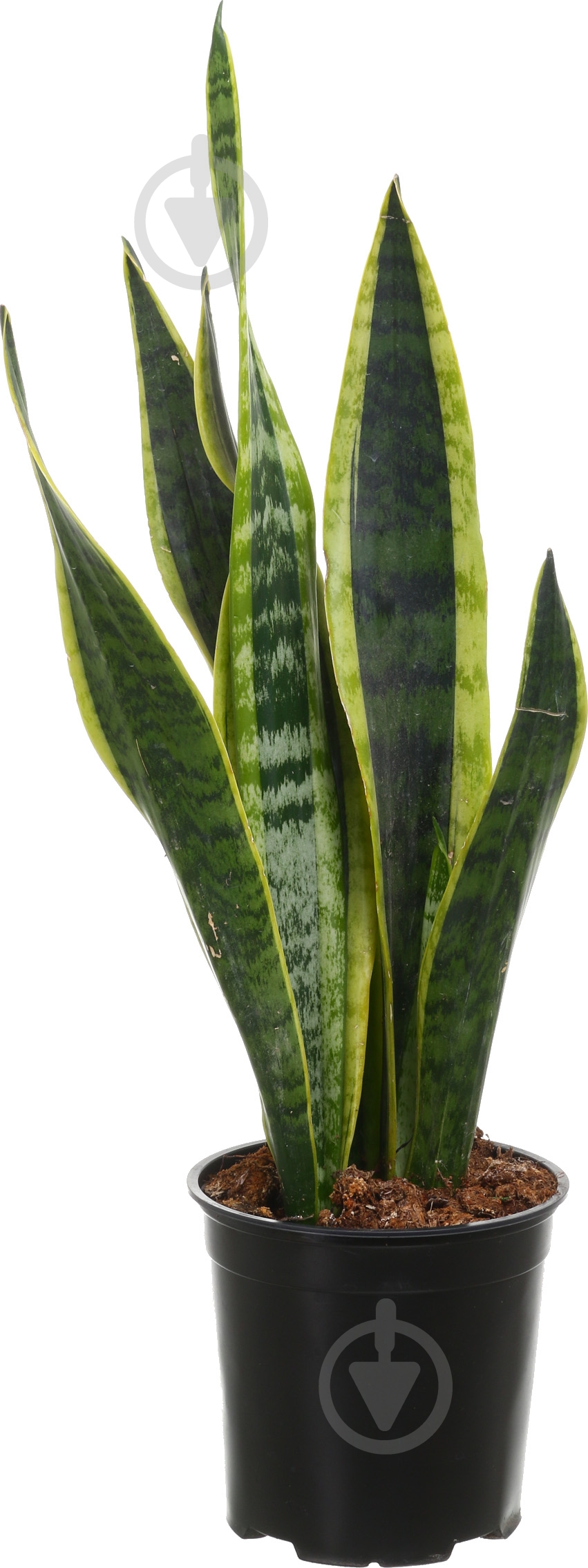 Растение Сансевиерия d15 - фото 1 Растение Сансевиерия d15 - фото 1