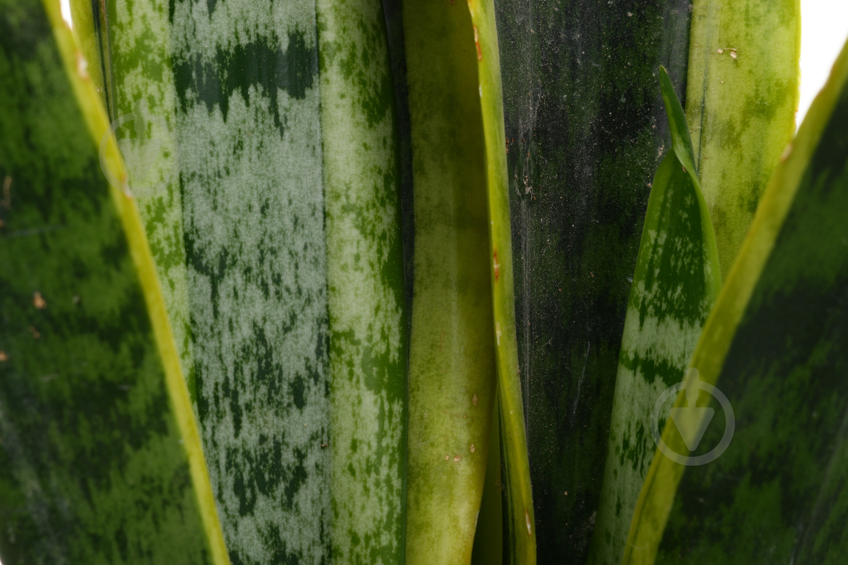 Растение Сансевиерия d15 - фото 2 Растение Сансевиерия d15 - фото 2