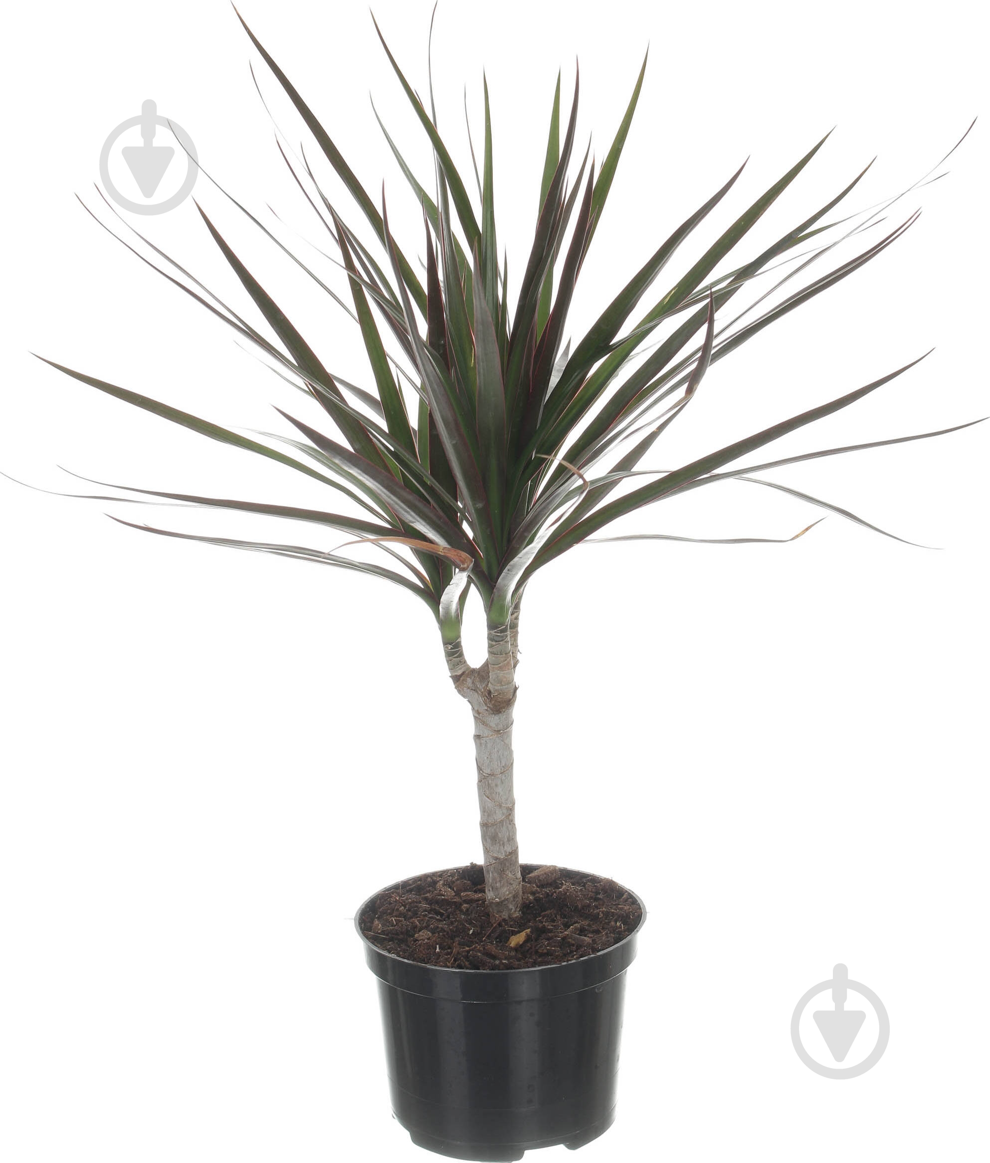 Растение Драцена микс д11 в40+ - фото 1