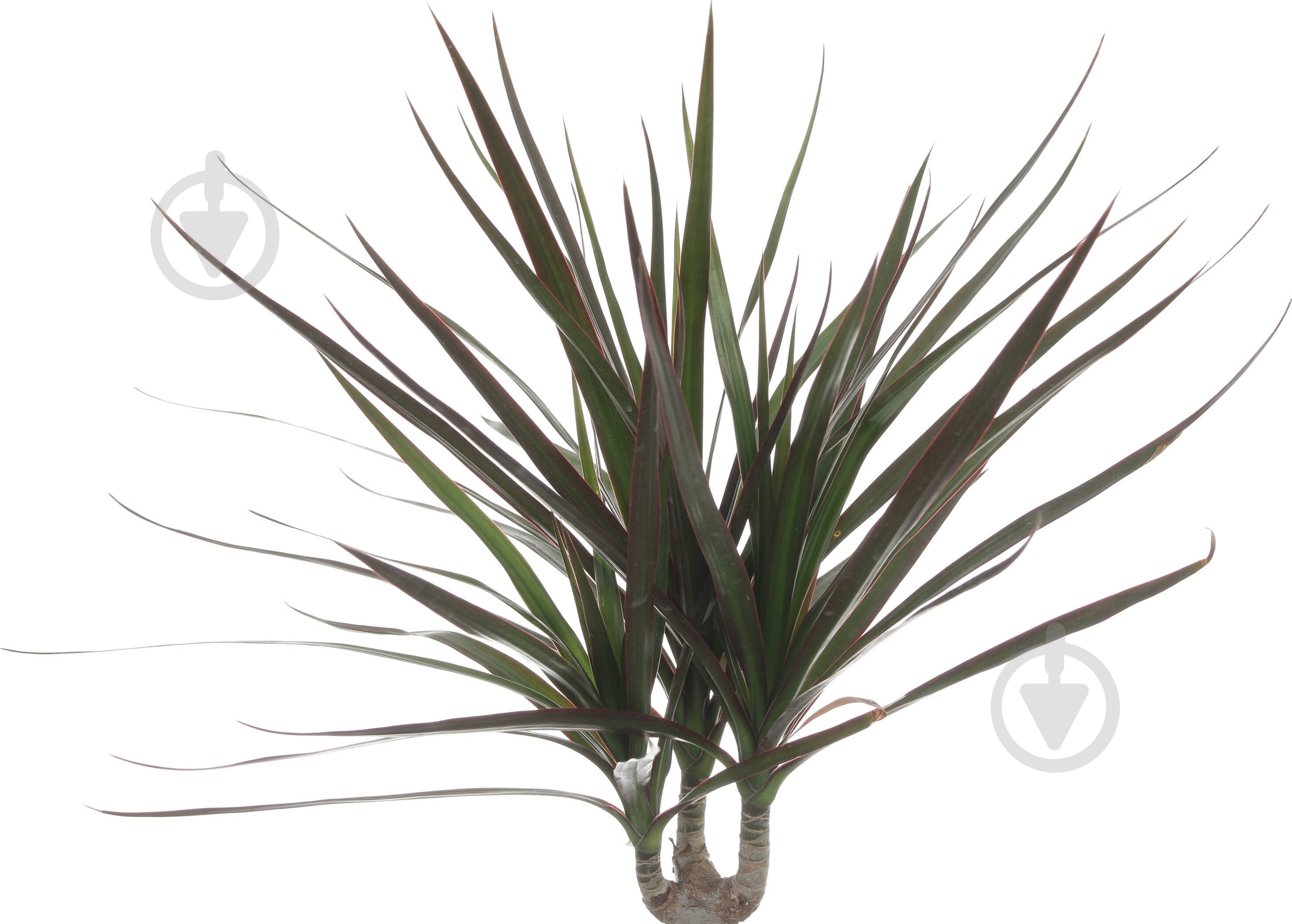 Растение Драцена микс д11 в40+ - фото 2