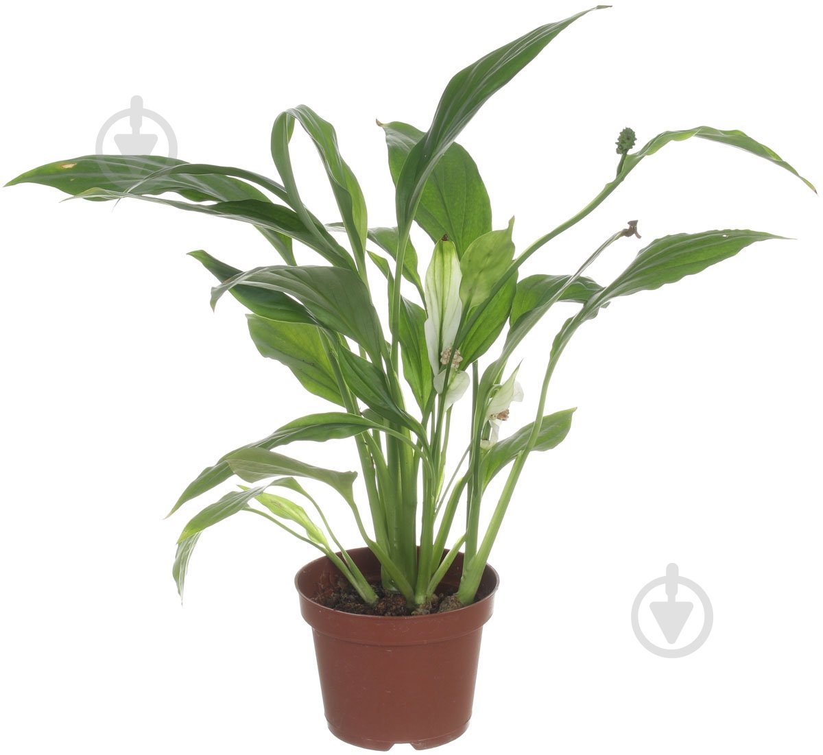 Растение Спатифиллум 9х30 см - фото 1