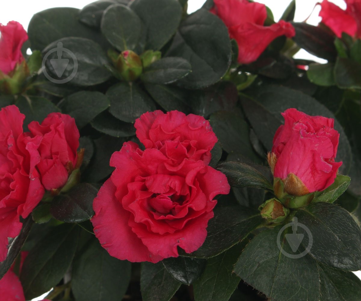 Растение Азалия микс 10/20 - фото 2