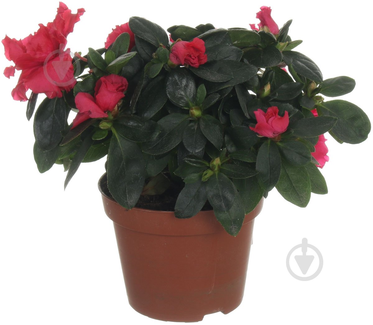 Растение Азалия микс 10/20 - фото 1