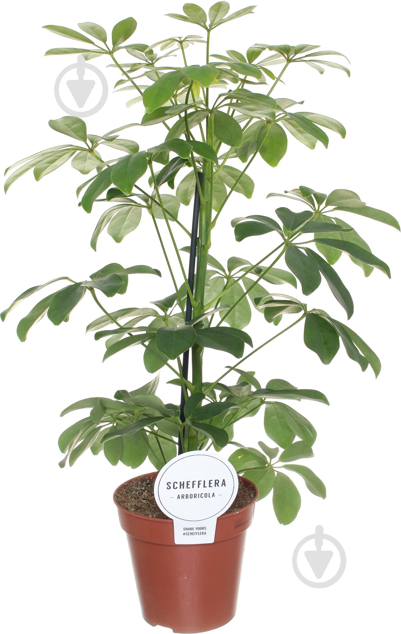 Растение Шефлера Gerda 13/50 - фото 1