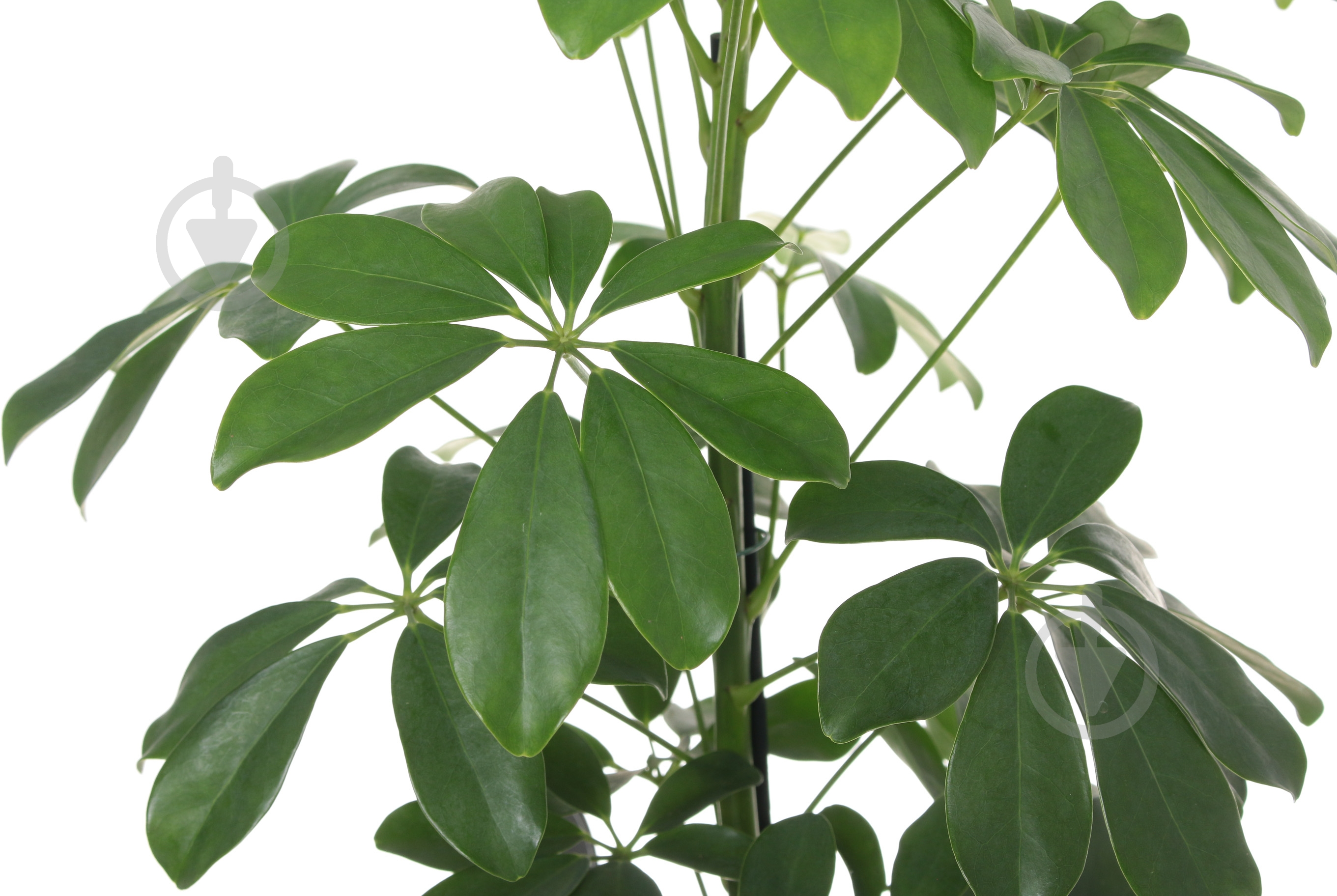 Растение Шефлера Gerda 13/50 - фото 3