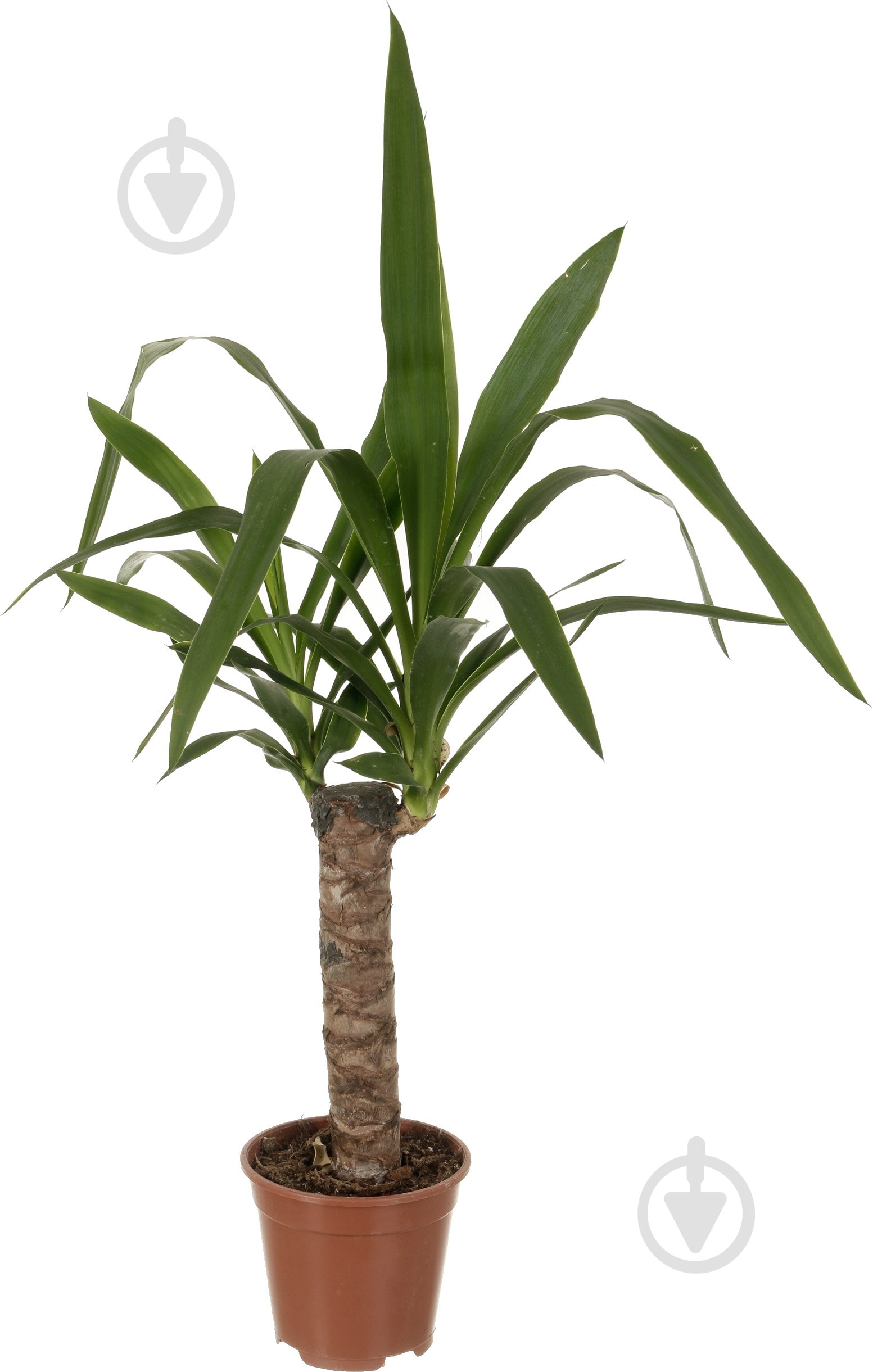 Растение Юкка 14/40 - фото 1