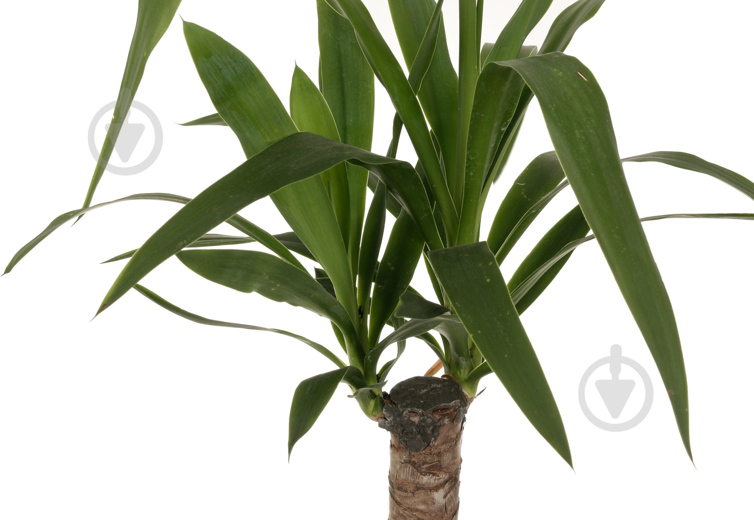 Растение Юкка 14/40 - фото 2