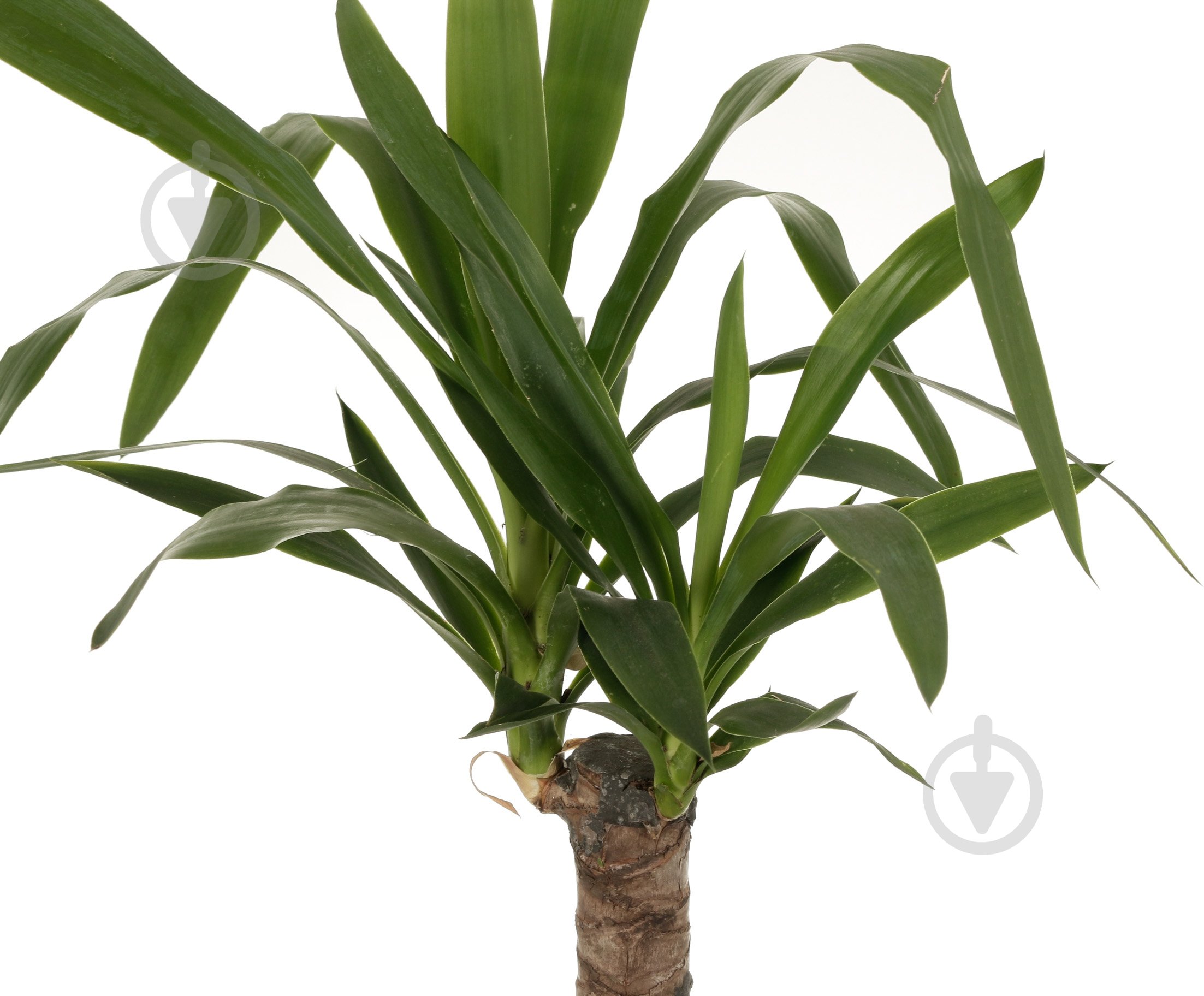 Растение Юкка 14/40 - фото 3