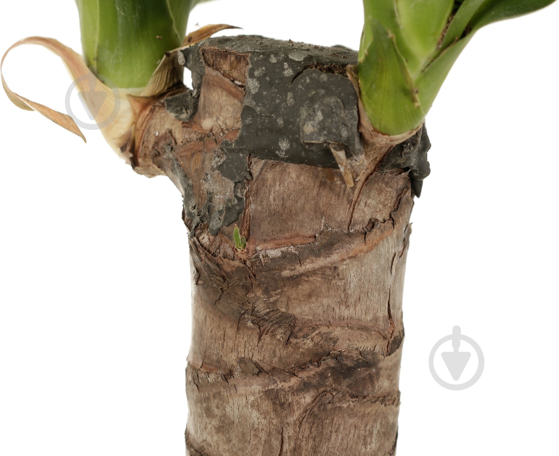 Растение Юкка 14/40 - фото 4