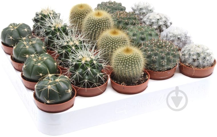 Растение Кактус mix d8 h10 - фото 1 Растение Кактус mix d8 h10 - фото 1