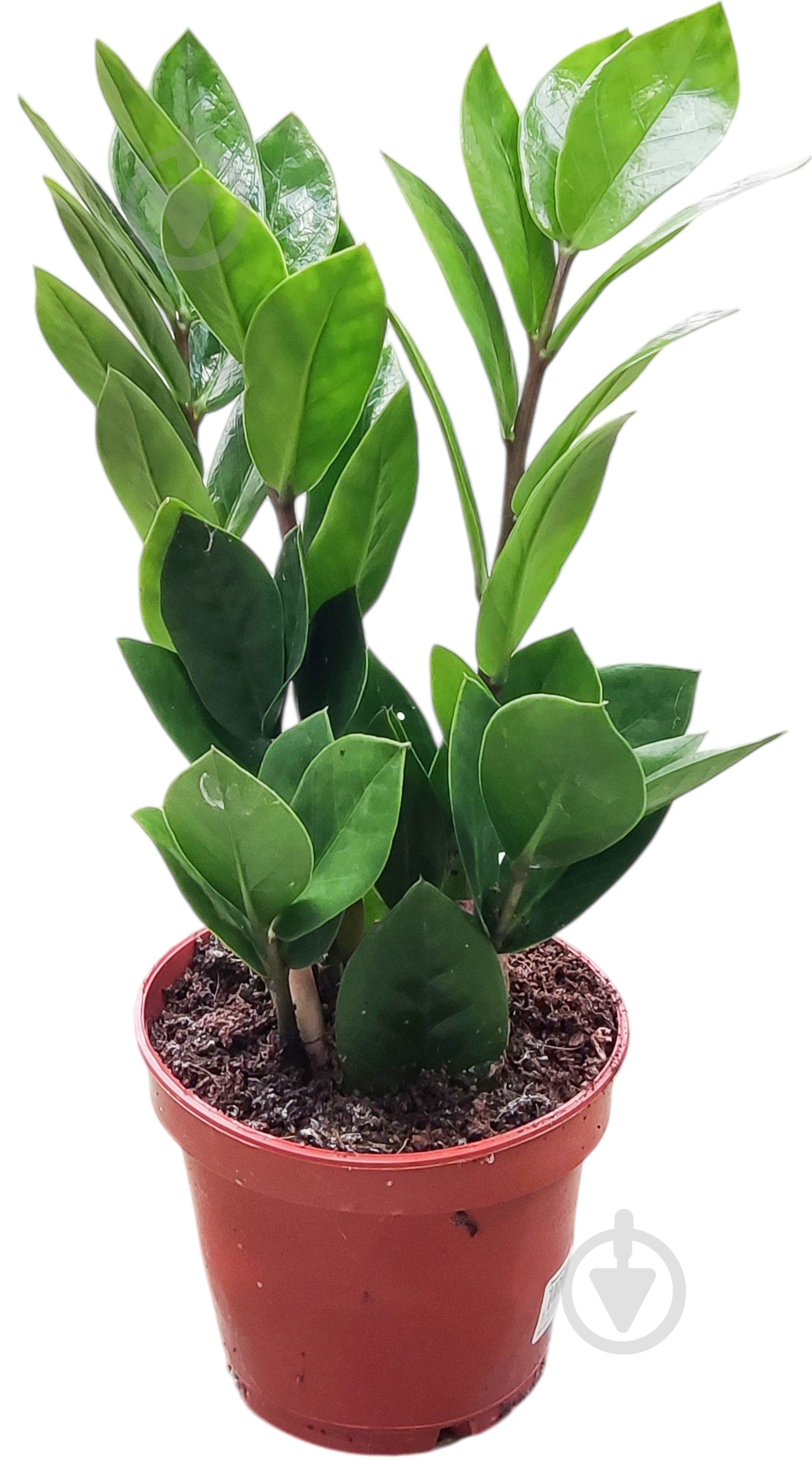 Растение Замиокулькас 10.5/30 - фото 1 Растение Замиокулькас 10.5/30 - фото 1