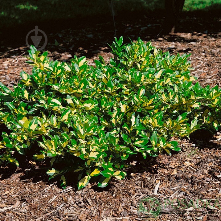 Растение Бересклет Форчуна 'Sunspot' (С3) - фото 1