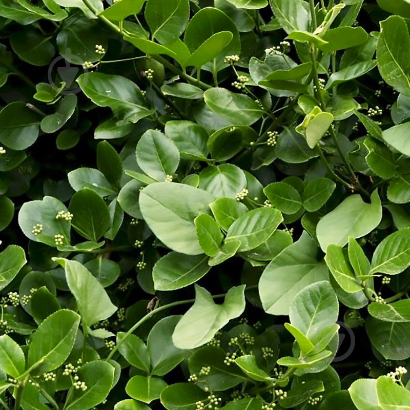 Растение Бересклет Форчуна 'Vegetus' (Р9) - фото 1 Растение Бересклет Форчуна 'Vegetus' (Р9) - фото 1