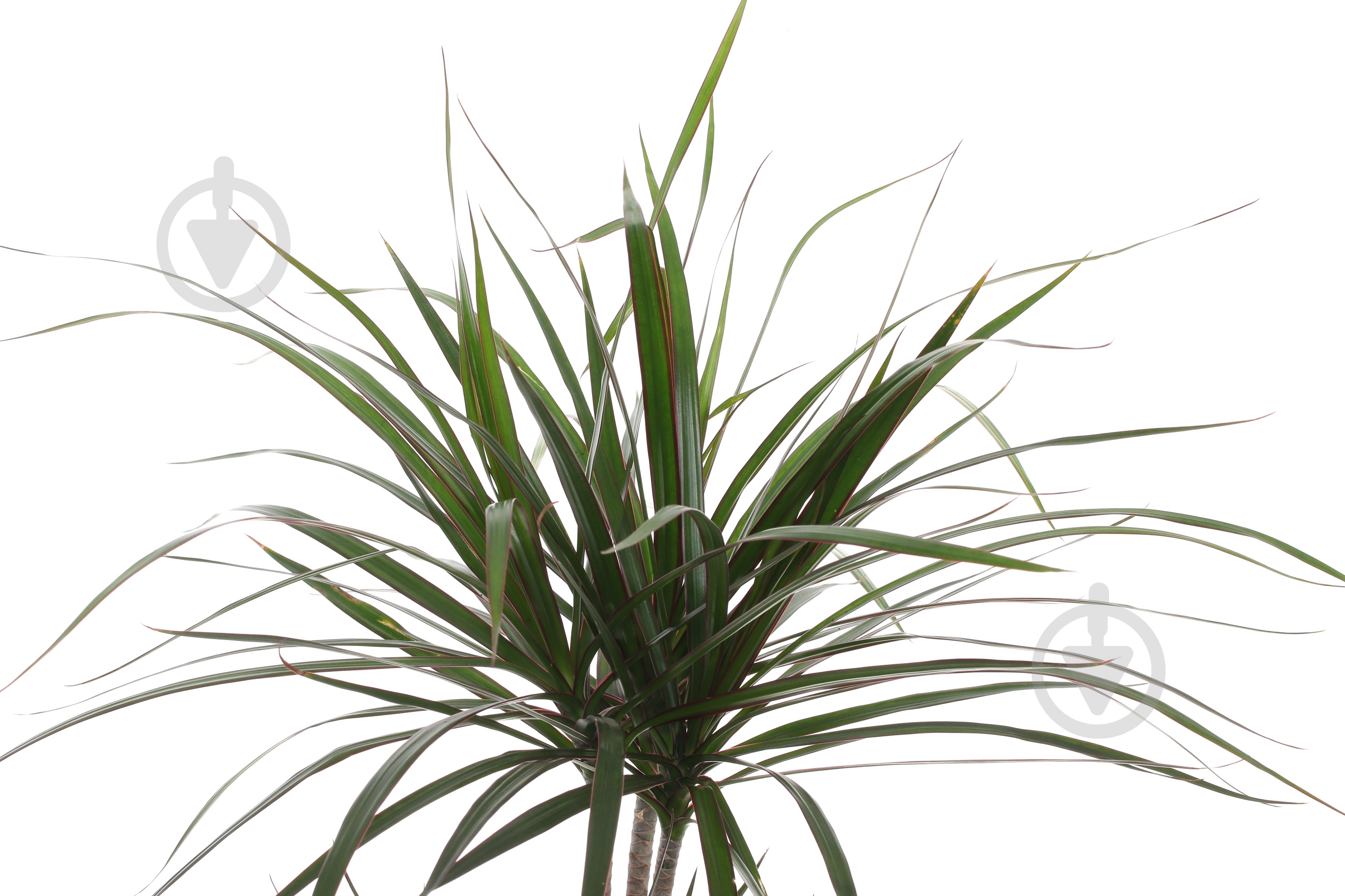 Рослина Драцена мікс 17/80 - фото 2