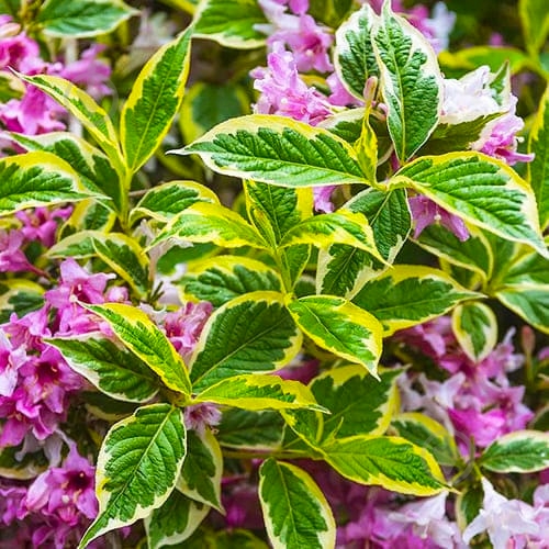 Рослина Вейгела квітуча Nana Variegata (Р9) - фото 3 Рослина Вейгела квітуча Nana Variegata (Р9) - фото 3