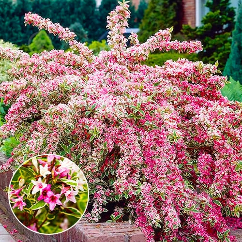 Рослина Вейгела квітуча Nana Variegata (Р9) - фото 2 Рослина Вейгела квітуча Nana Variegata (Р9) - фото 2