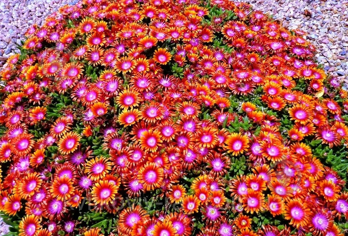 Растение Делосперма Fire Spinner (Р9) - фото 3